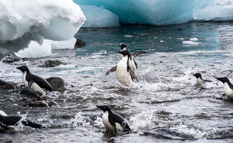 Manchots qui sortent de l'eau - Antarctique | Les Mondes Polaires
