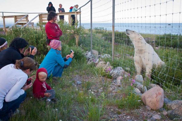 circuit-ours-beluga-activite Famille observant un ours polaire derrière une barrière - canada arctique | Les Mondes Polaires