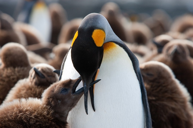 Manchot royal qui nourrit son bébé manchot - Antarctique | Les Mondes Polaires