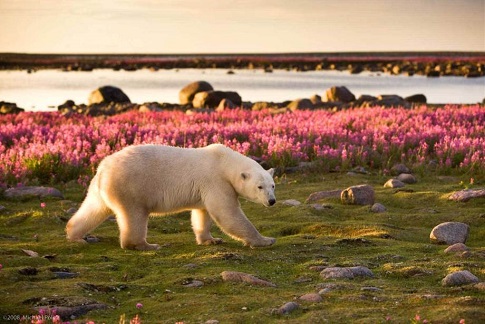 our polaire churchill - Canada arctique | Les Mondes Polaires