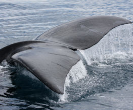 Baleine boreale mammifere marin des regions polaires | Les Mondes Polaires
