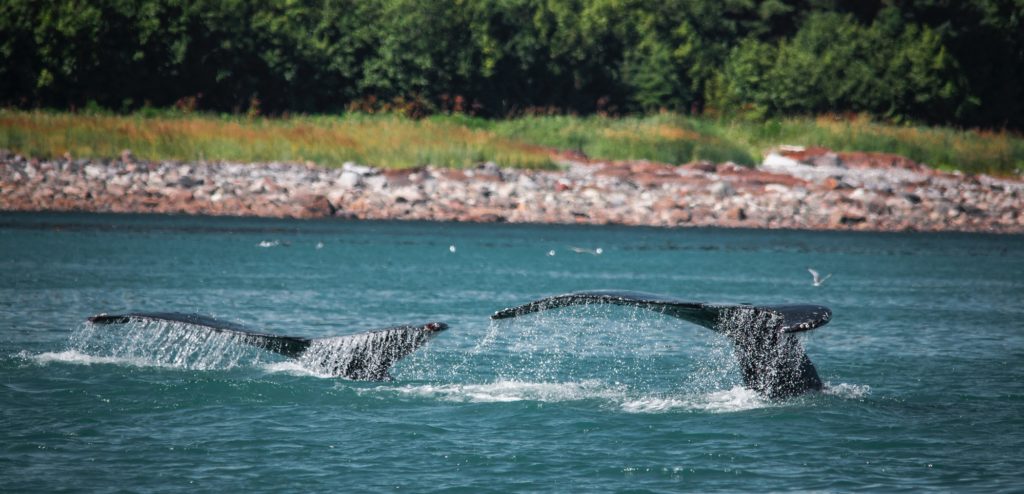 Baleines devant une forêt - iles aléoutiennes | Les Mondes Polaires