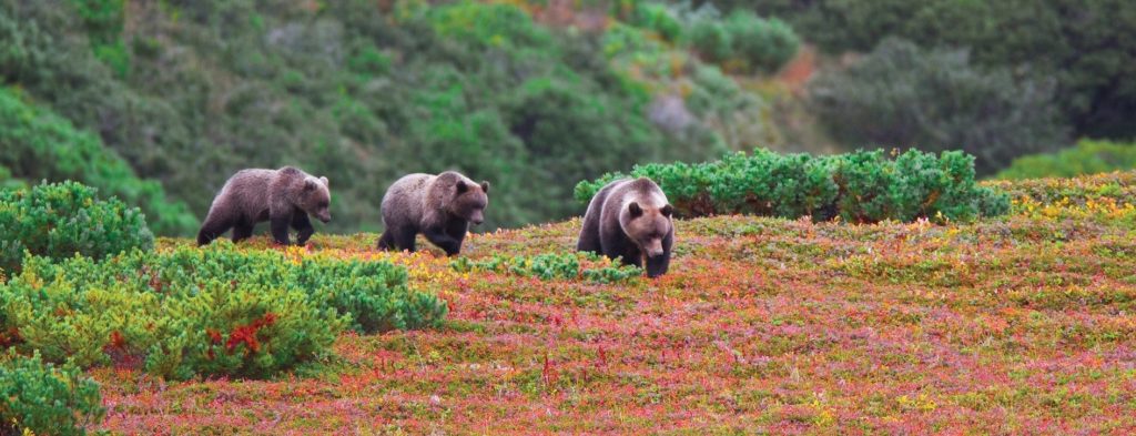 Ours brun sur le cote du Kamchatka - Russie | Les Mondes Polaires