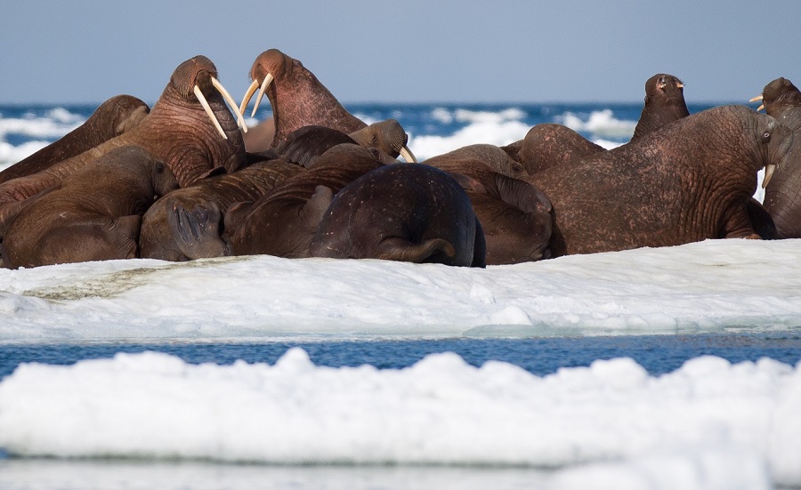 Minitature de morses en Tchukotka et proche des îles Wrangel - Extreme-Orient russe | Les Mondes Polaires