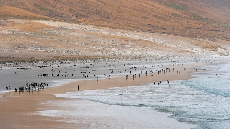 Colonie de manchots sur la plage - Iles Malouines | Les Mondes Polaires